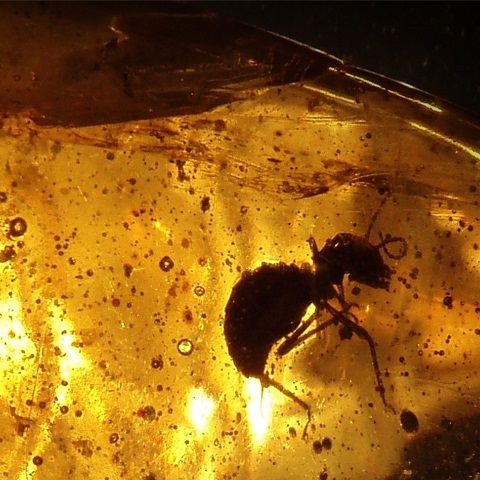 Ant in amber
