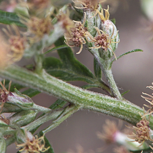 Bijvoet Artemisia vulgaris