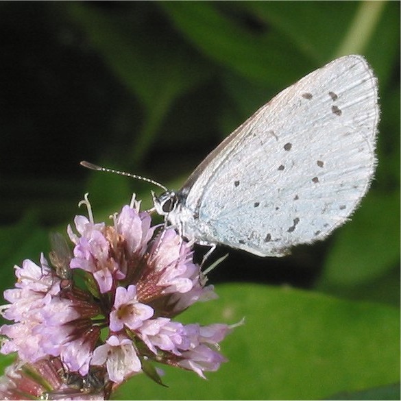 Boomblauwtje op pepermunt Celastrina argiolus on Mentha  piperita