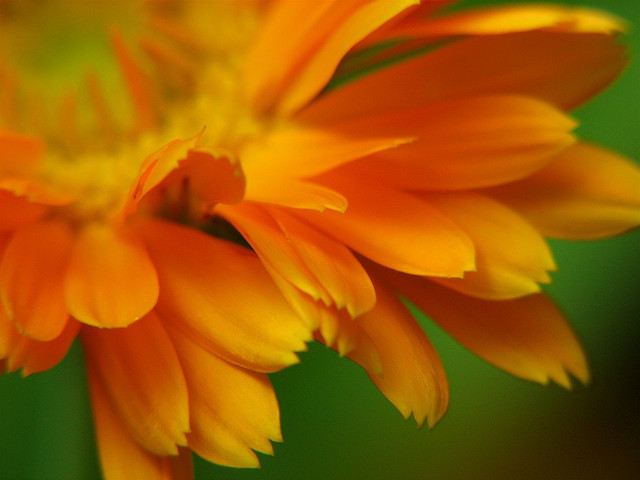 Calendula