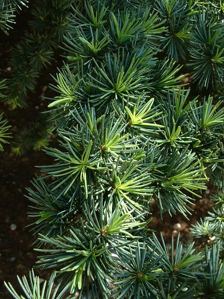 Cedrus atlantica2
