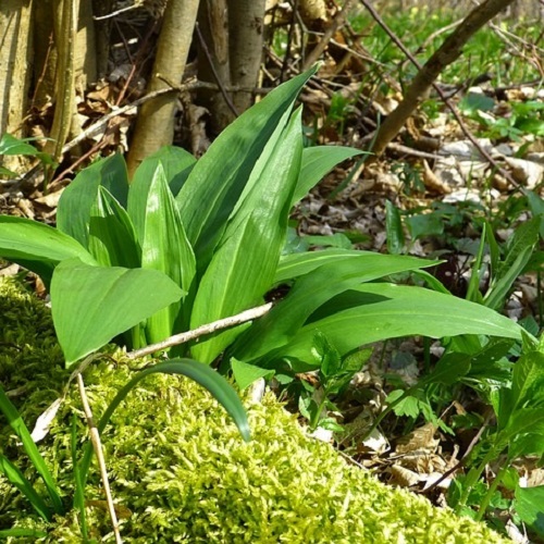 Daslook Allium ursinum