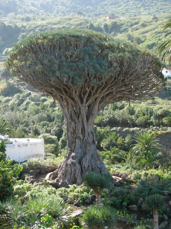 Drakenbloedboom