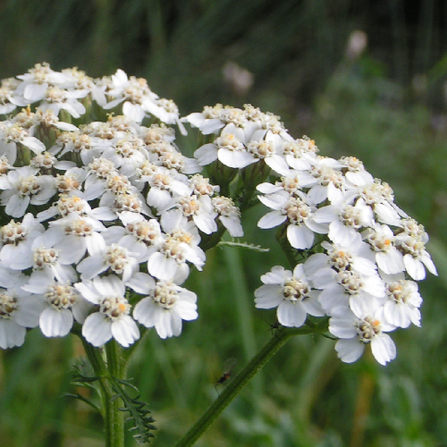 Duizendblad Achillea millefolium