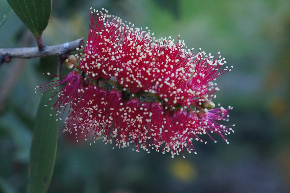 Flower of Melaleuca viridiflora red-flowering form