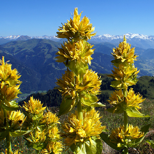 Gele Gentiaan Gentiana lutea