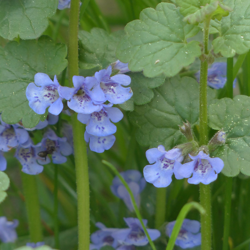 Hondsdraf Glechoma hederacea