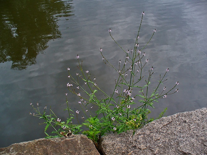 IJzerhard Verbena officinalis 001