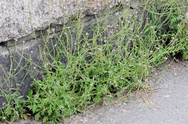 IJzerhard verbena officinalis 51143