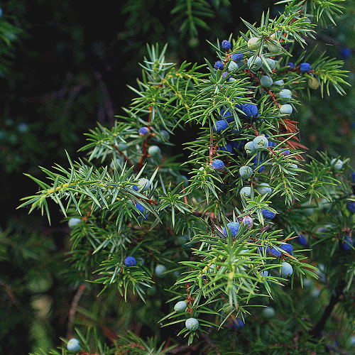Jeneverbes Juniperus communis