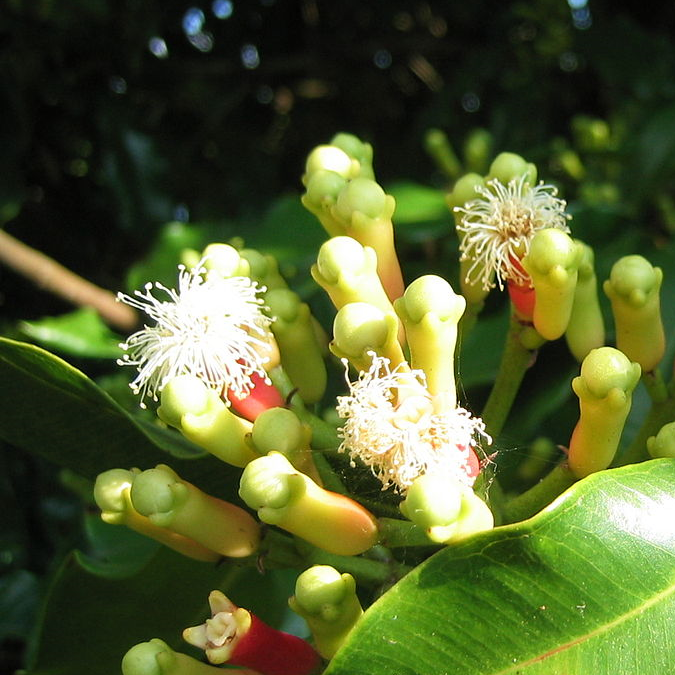 Kruidnagel Syzygium aromaticum on tree