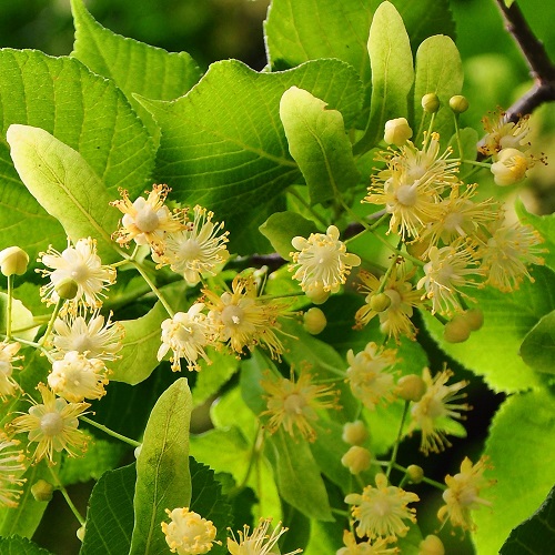 Lindebloesem Tilia