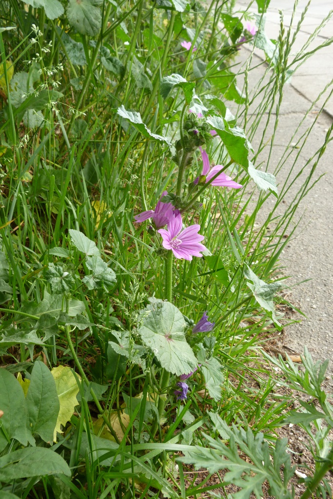 Malva in de berm