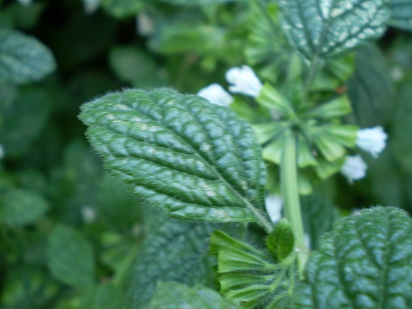 Mentha piperita 0.1 R