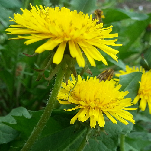 Paardenbloem Taraxacum officinale