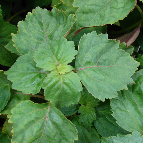 Patchouli Pogostemon cablin