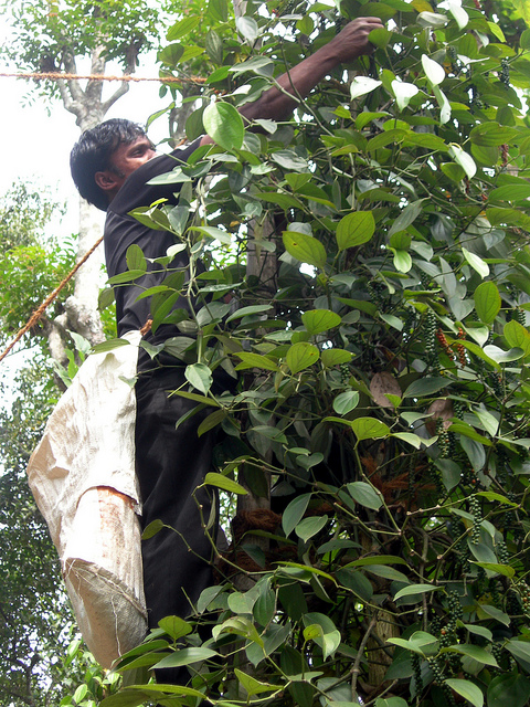 Peper plukken