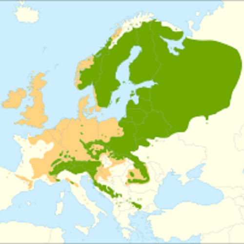 Picea abies verspreiding EU