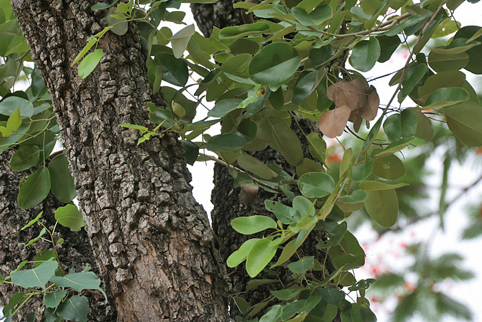 Pterocarpus santalinus in Talakona forest