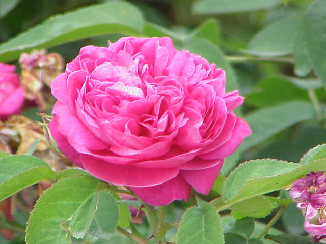 Rosa damascena5