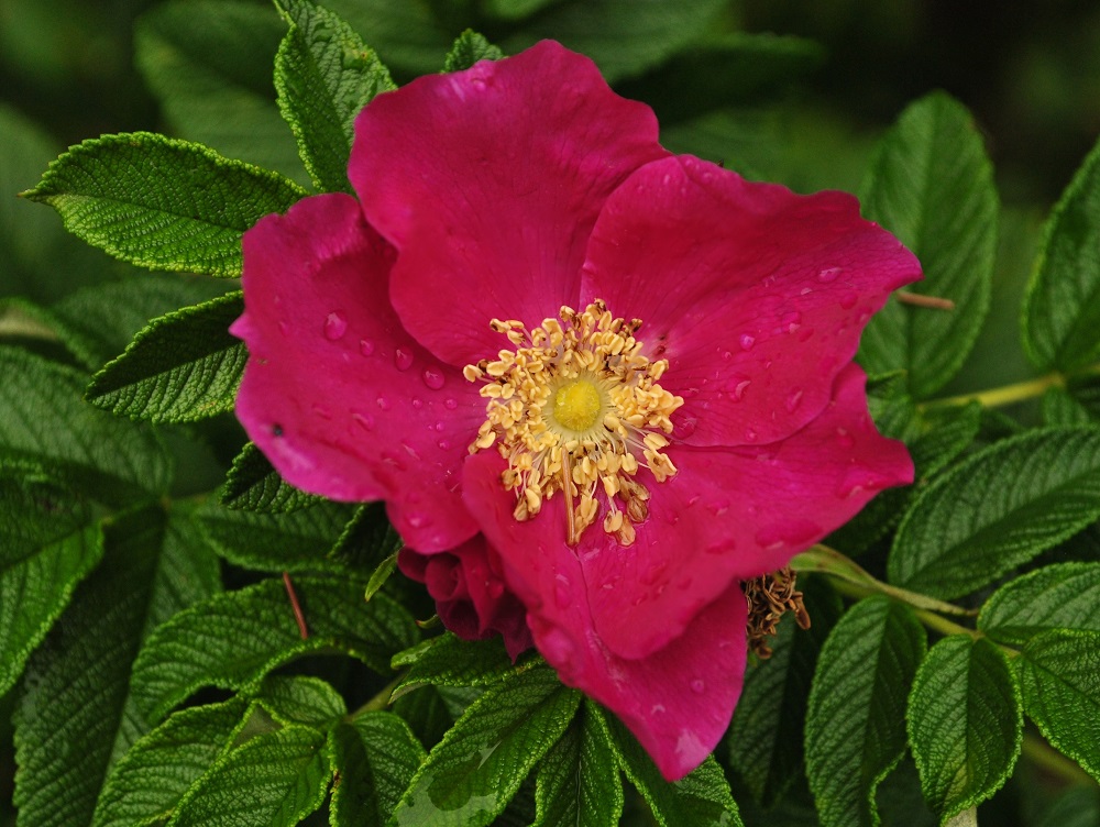 Rosa rugosa 2010