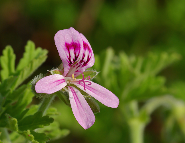 Rose Geranium klein