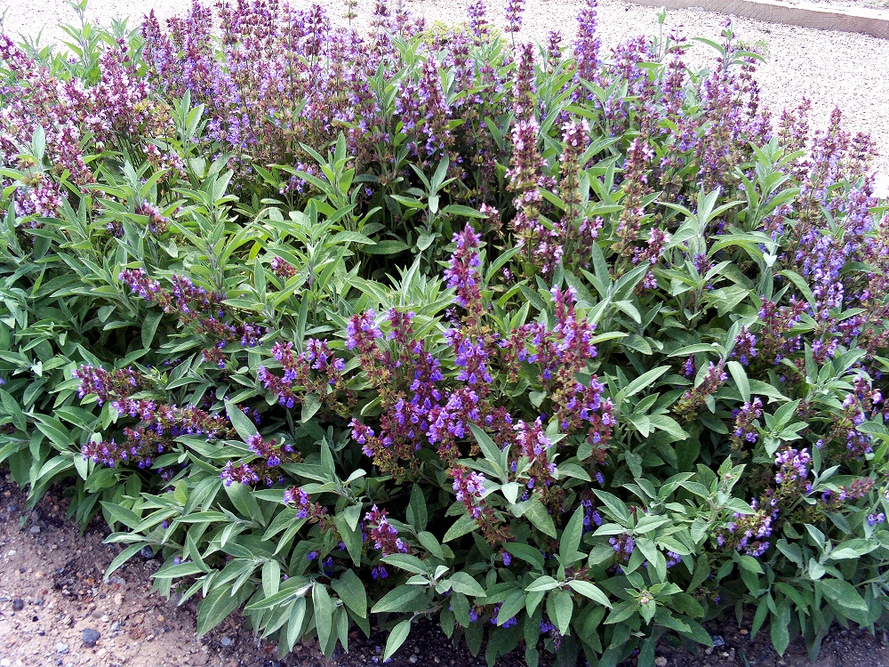 Salvia officinalis Habitus