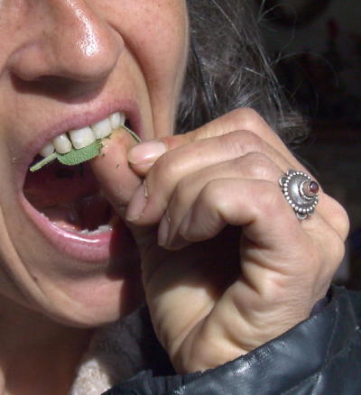 Salvia tanden