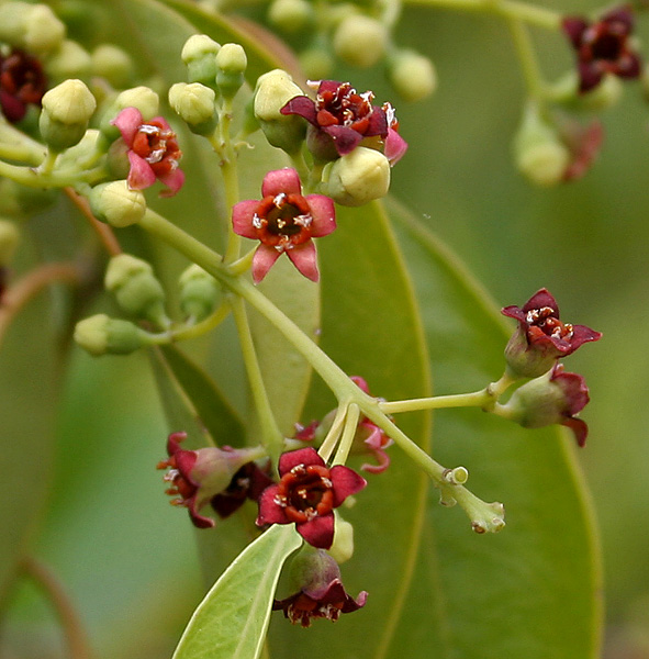 Santalum album Sandelhout