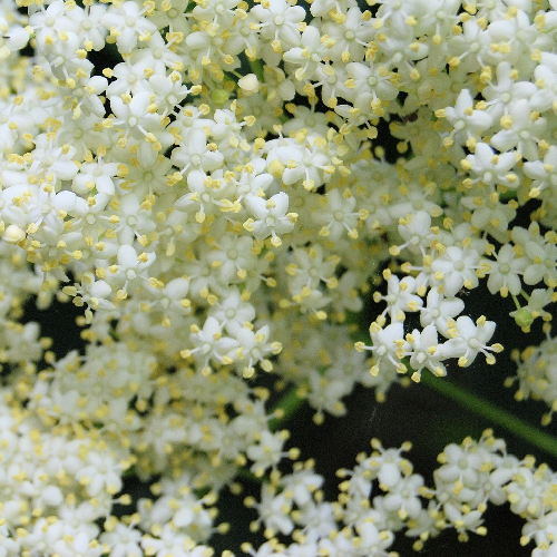 Vlierbloesen Sambucus nigra