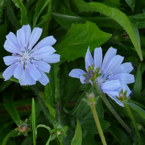 Wilde Cichorei Cichorium intybus