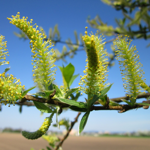 Wilg salix alba 2