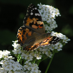 duizendblad met vlinder