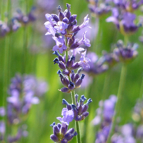 lavendel