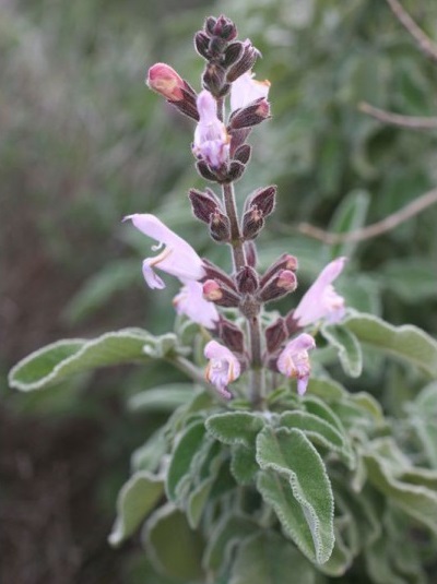 salvia fruticosa q