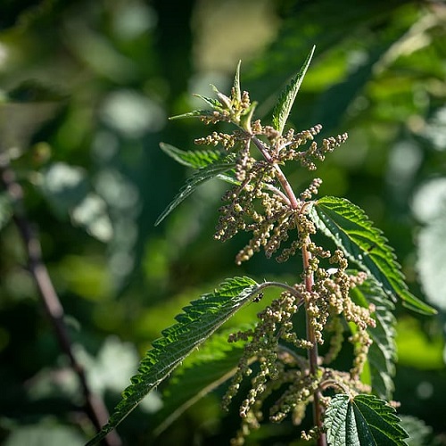 stinging nettle medicinal plant wild herb