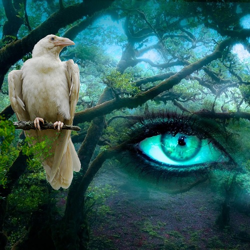 woods raaf eye 500x500