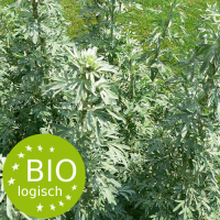 artemisia_absinthium_bio