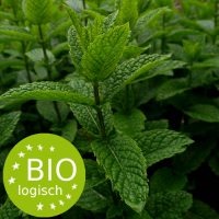 field_of_mentha_x_piperita-bio_1708847456