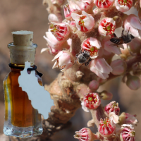 frankincense-boswellia_serrata-olie