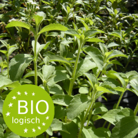 honingkruid-stevia_rebaudiana_bio