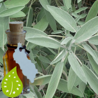 salie-salvia_officinalis_olie-bio