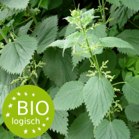 urtica_dioica