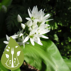 bears-garlic-allium-ursinum_35224186