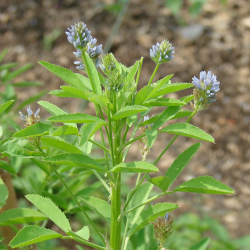 blauwe_fenegriek-trigonella_caerulea