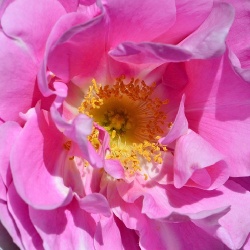 damascena-close-up-102959