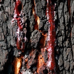 Drakenbloed - hars
