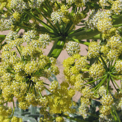 duivelsdrek-ferula_asafoetida_uzbekistan_3