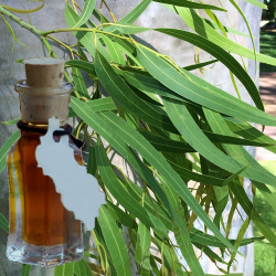 eucalyptus-citriodora-juvenile-leaves-olie