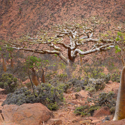 frankincense-boswellia_sacra-tree-5flickr